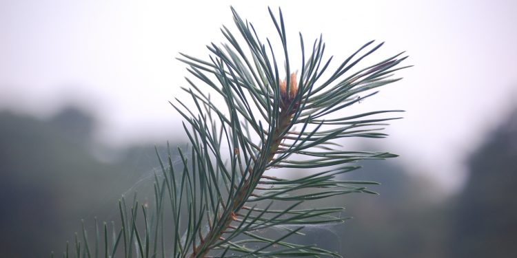 Stamppotwandeling bij Natuurmuseum Holterberg sallandse heuvelrug 