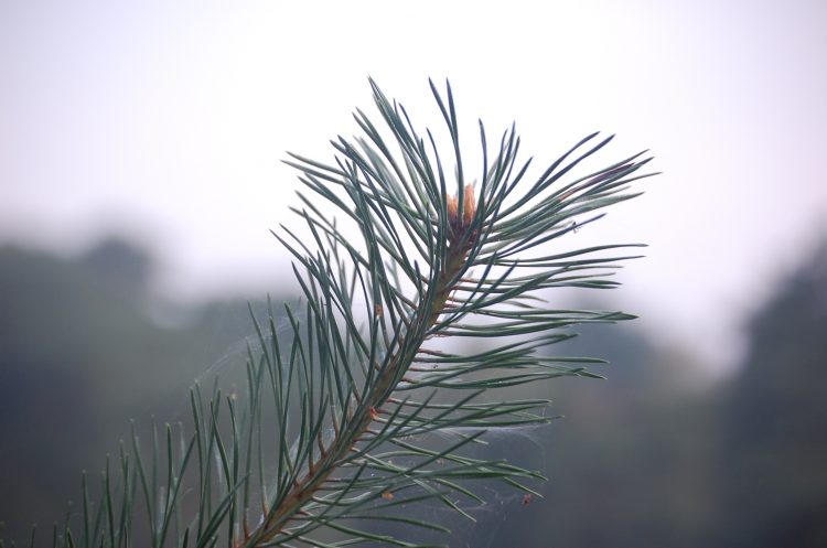 Stamppotwandeling bij Natuurmuseum Holterberg sallandse heuvelrug 