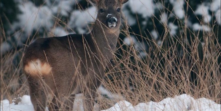 Kerstvakantie op de Holterberg 