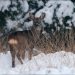 Midwinterwandeling in Holten op dinsdag 26 (2e Kerstdag) december 