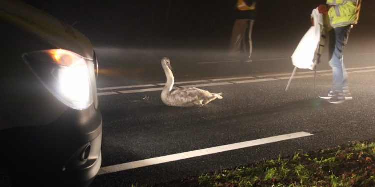 HoltensNieuws.nl Aangereden zwaan op N332 Aangereden zwaan op N332