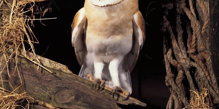 HoltensNieuws.nl Pinksteren: Prepareren, Uilenballen, Vogeltentoonstelling Pinksteren: Prepareren, Uilenballen, Vogeltentoonstelling