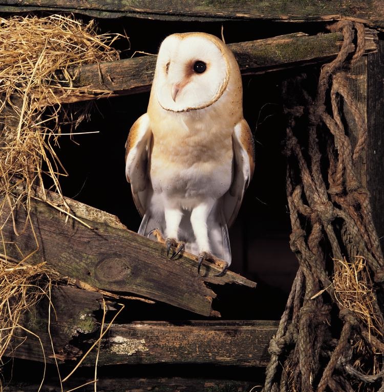 Pinksteren: Prepareren, Uilenballen, Vogeltentoonstelling 