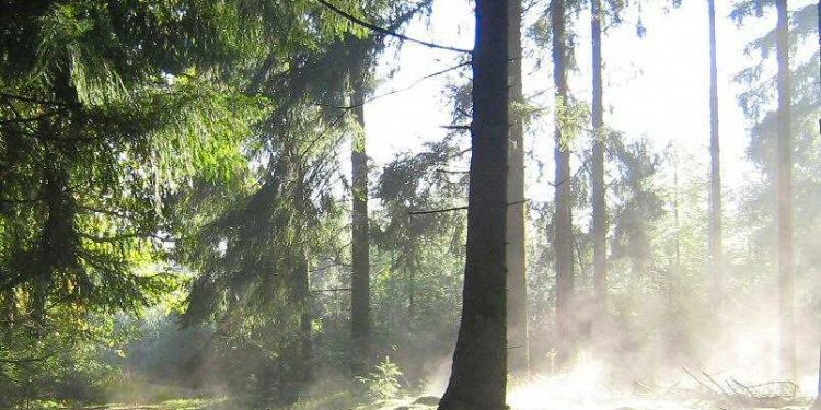 HoltensNieuws.nl Herfstwandeling over de Holterberg Herfstwandeling over de Holterberg