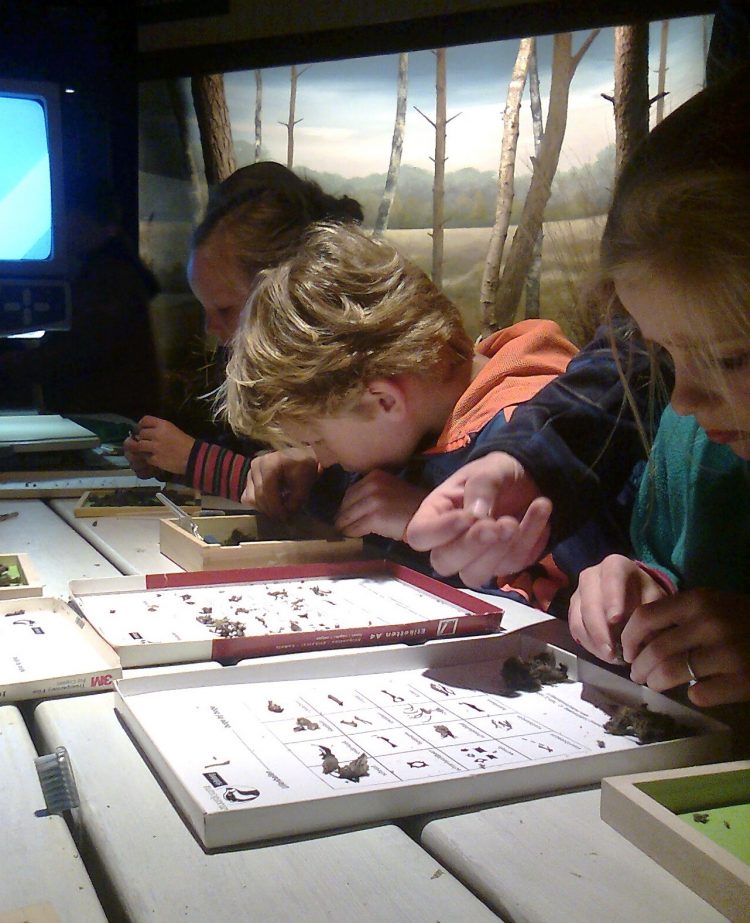 Uilendag bij Natuurmuseum Holterberg 