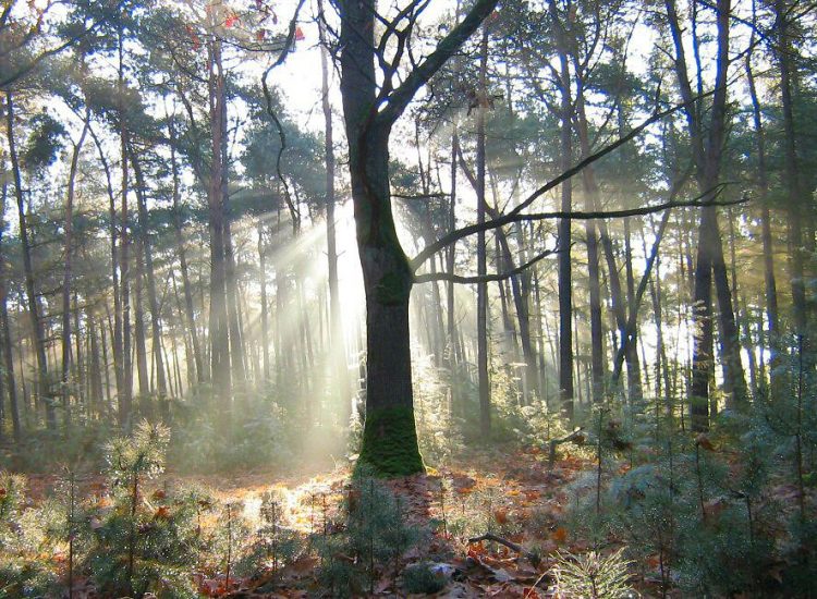 Stamppotwandeling en Midwinterhoorn bij Natuurmuseum Holterberg sallandse heuvelrug 