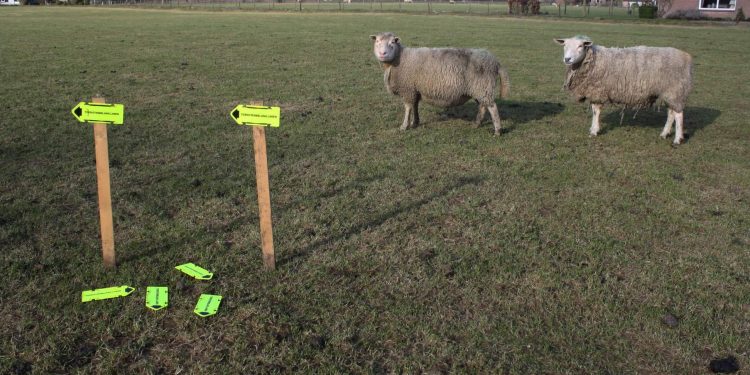 Plattelandswandeling Laren 