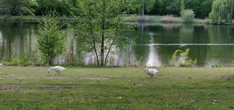 Ganzenpopulatie 't Vletgoor wordt uitgedund gemeente 