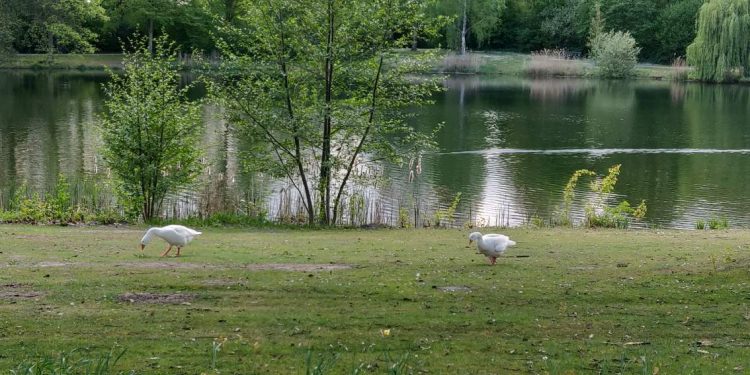 HoltensNieuws.nl Ganzenpopulatie 't Vletgoor wordt uitgedund Ganzenpopulatie 't Vletgoor wordt uitgedund gemeente