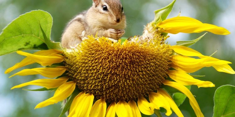 HoltensNieuws.nl 800 leerlingen: wie kweekt de hoogste? 800 leerlingen: wie kweekt de hoogste? haarschool