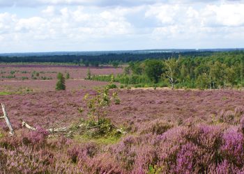 Zomerconcert MOC Holten moc kulturhus 