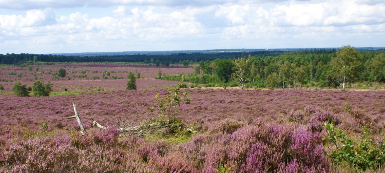 Wandelbegeleiders gezocht in Holten 