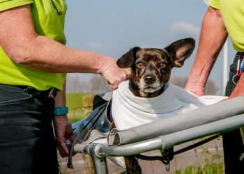 Dierenarts Holten geopend dierenarts 