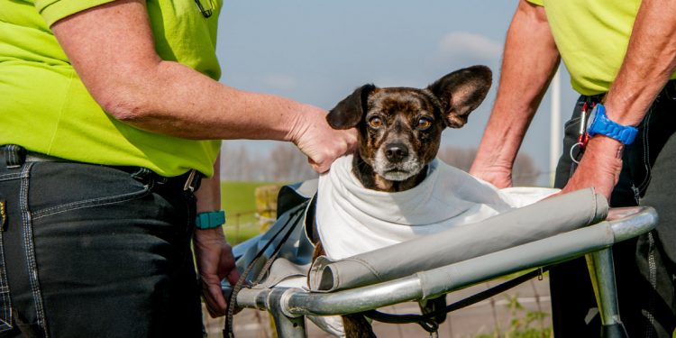 Dierenambulance Twente zoekt vrijwilligers politie dierenarts brandweer 