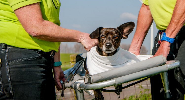 Dierenambulance Twente zoekt vrijwilligers politie dierenarts brandweer 