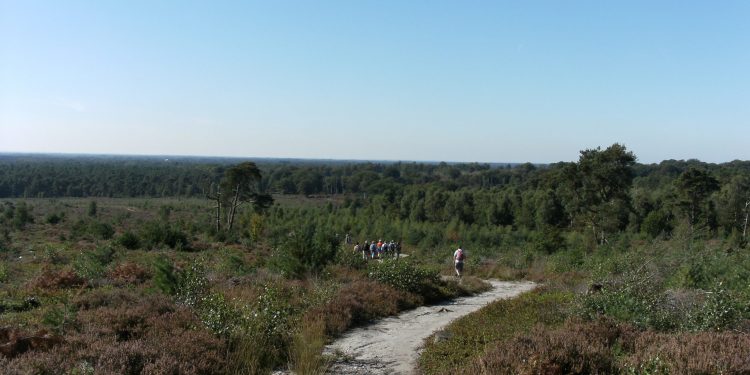 Holtense Heidemars, terug van weggeweest 