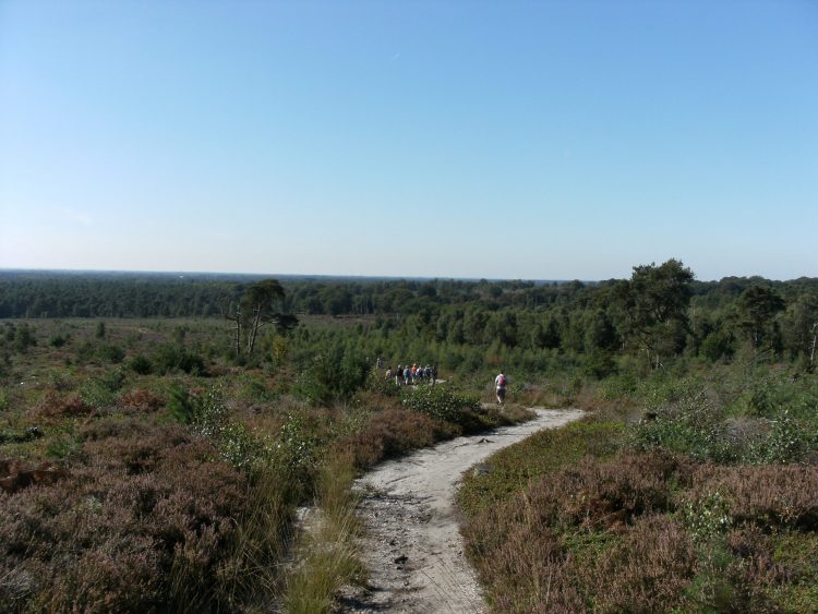 Holtense Heidemars, terug van weggeweest 