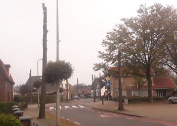 Bomen verwijderd Larenseweg 