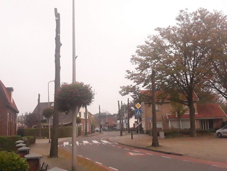 Bomen verwijderd Larenseweg 