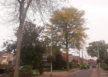 Bomen verwijderd Larenseweg 