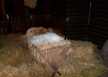Dierendag in MamaPapacafé dondertman bibliotheek 