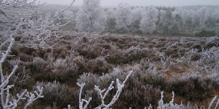 Winterwandeling en Midwinterhoorn bij Natuurmuseum Holterberg sallandse heuvelrug 