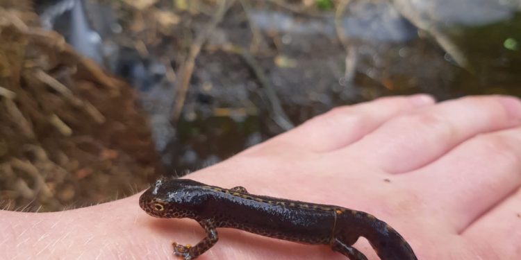 Alpenwatersalamanders op de Holterberg 