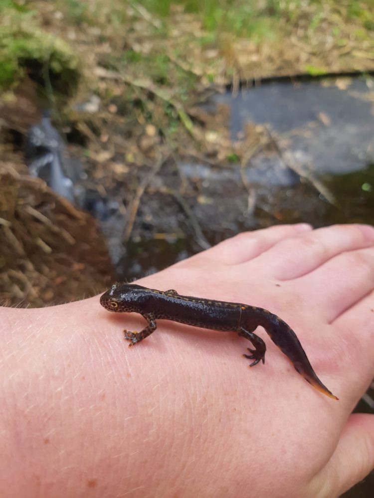 Alpenwatersalamanders op de Holterberg 