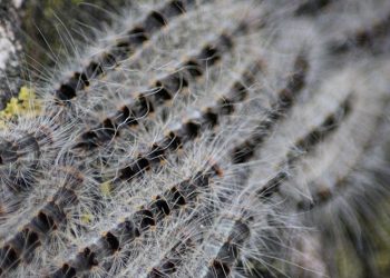 Expositie schedels en botten natuurmuseum holterberg 
