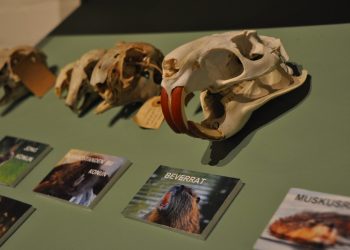 Expositie schedels en botten natuurmuseum holterberg 