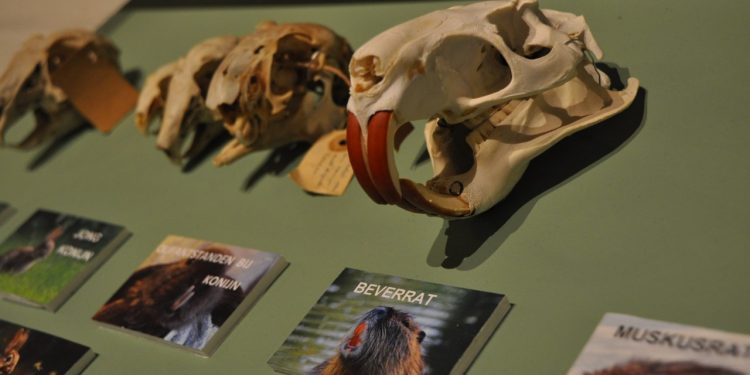 Expositie schedels en botten natuurmuseum holterberg 
