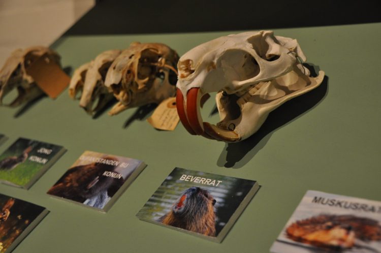 Expositie schedels en botten natuurmuseum holterberg 