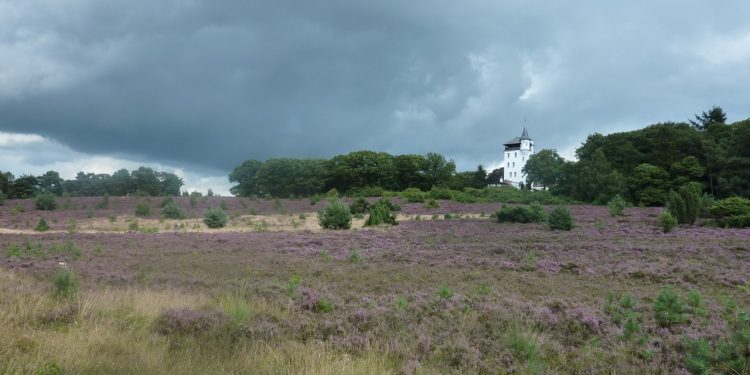 Heidewandeling over de Holterberg natuurdiorama 