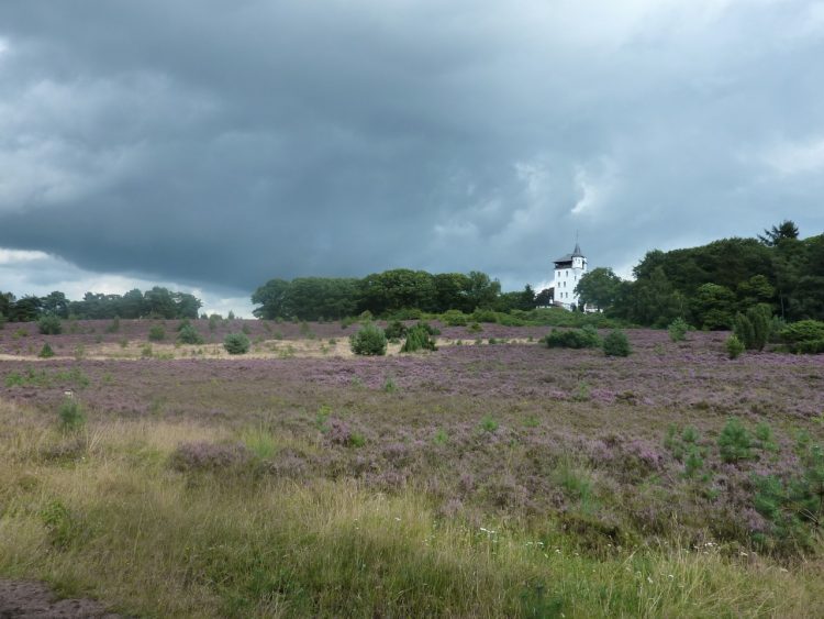 Heidewandeling over de Holterberg natuurdiorama 