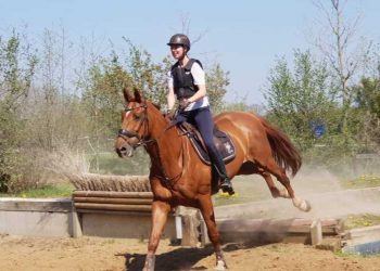 Kennismaken met de paardensport snorrewind 