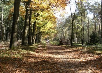 De drie beste Green Juice producten 