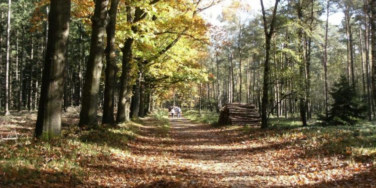 Geen vijfentwintigste wandeling Vrienden van het Hoolterpad 