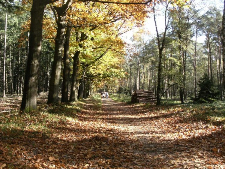 Geen vijfentwintigste wandeling Vrienden van het Hoolterpad 