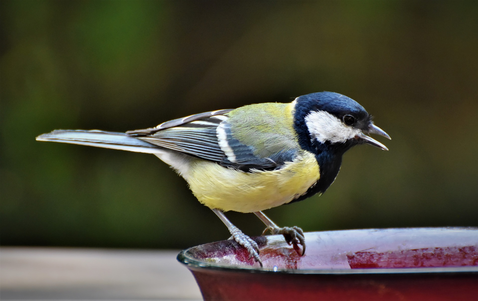 Vogelzaad voor vogels op het schoolplein 