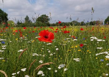 Fraaie wandelroute op zondag 11 juli bij Greun Hoolt’n espelo 