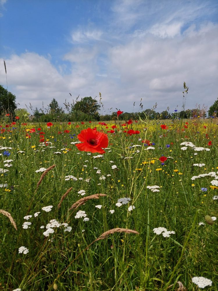 Fraaie wandelroute op zondag 11 juli bij Greun Hoolt’n espelo 