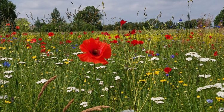 Fraaie wandelroute op zondag 11 juli bij Greun Hoolt’n espelo 