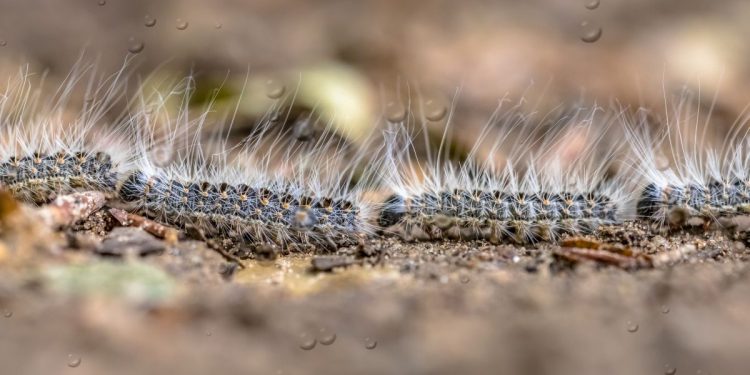 HoltensNieuws.nl Bestrijden eikenprocessierups Bestrijden eikenprocessierups gemeente