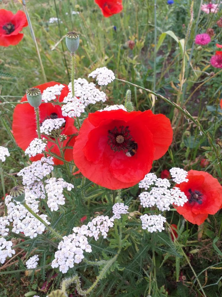 Drie fietsroutes langs bloemen- en akkerranden gemeente 