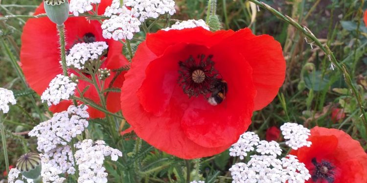 HoltensNieuws.nl Drie fietsroutes langs bloemen- en akkerranden Drie fietsroutes langs bloemen- en akkerranden gemeente