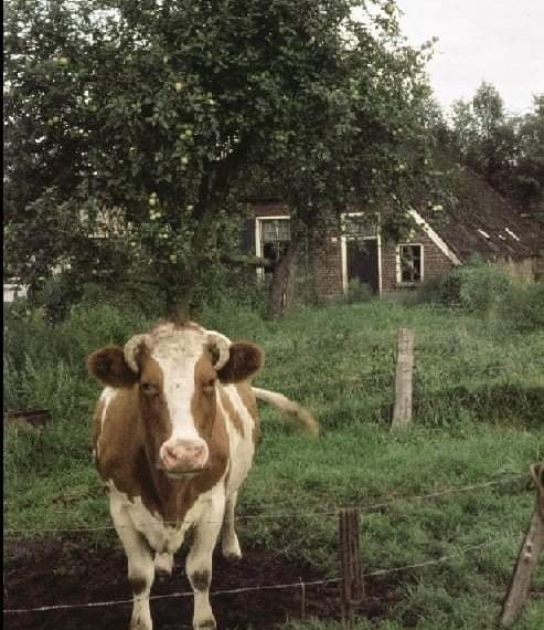 De Haarkouw 