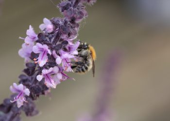 Ruben Baltes schiet Blauw Wit'66 naar periodetitel, zaterdag a.s. hét periodefeest! voetbal blauwwit 