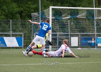 Edelhert rukt op naar Heuvelrug sallandse heuvelrug 