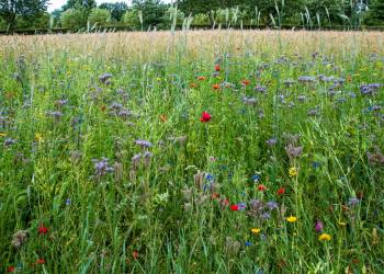 Spanjaard Baxter Cabrera wint bij elite mannen, Française is tijdens 36ste Triathlon de snelste vrouw triathlon 