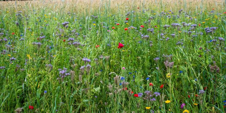 Beleef natuur op de Open Dag van Greun Hoolt’n 